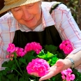 Senior woman gardening Senior woman gardening