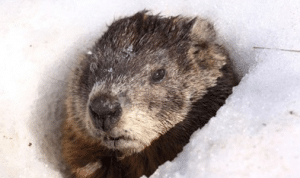 groundhog day